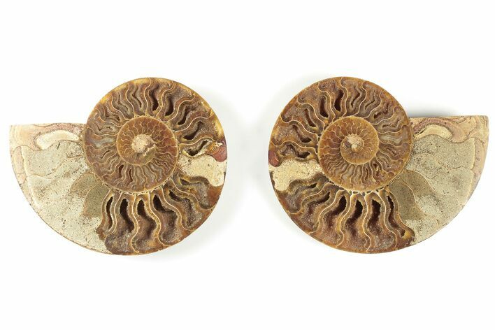 5.2" Cut & Polished, Agatized Ammonite Fossil - Madagascar